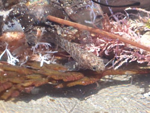 Notchbrow blenny (Hypsoblennius gilberti) — Blenniidae — 5