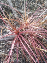 Tillandsia fasciculata