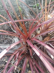 Tillandsia fasciculata