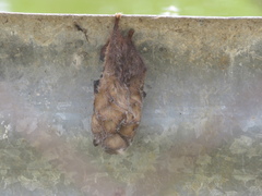 Lasiurus blossevillii
