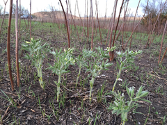 Baptisia bracteata leucophaea