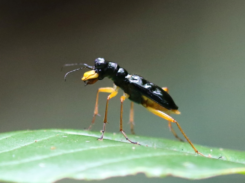 Therates coracinus