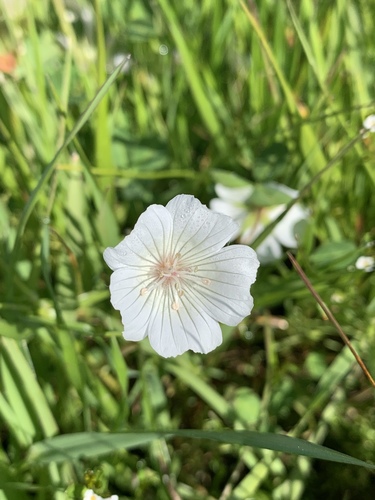 iNaturalist observation photo of white meadowfoam