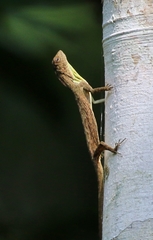 Draco spilopterus