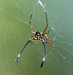 Gasteracantha janopol