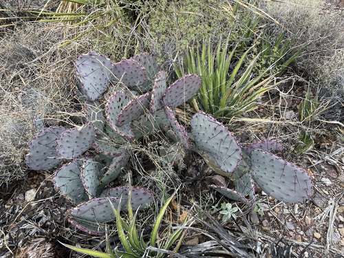 Image of Opuntia azurea by (c) lejones417, some rights reserved (CC BY-SA)