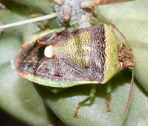 Green Burgundy Stink Bug photo 6