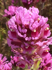 Castilleja exserta