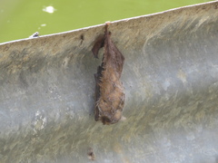 Lasiurus blossevillii
