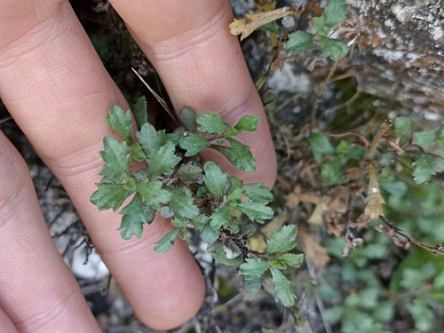 Image of Vittadinia australis by (c) Oscar Dove, some rights reserved (CC BY)