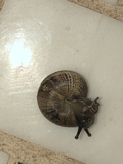 Praticolella mexicana