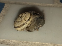 Praticolella mexicana