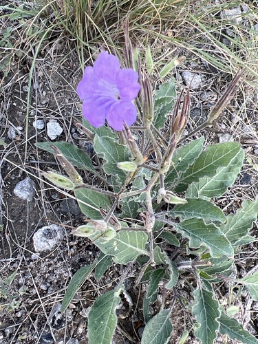 Ruellia drushelii