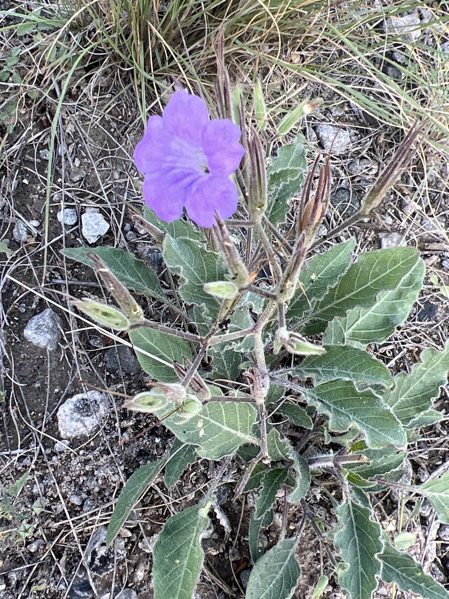 Ruellia drushelii
