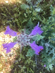 Salvia carduacea