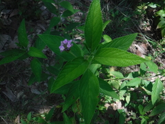 Lantana trifolia