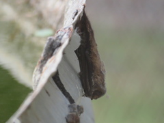 Lasiurus blossevillii