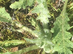 Salvia carduacea