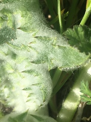 Salvia carduacea