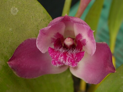 Tyrian Bifrenaria