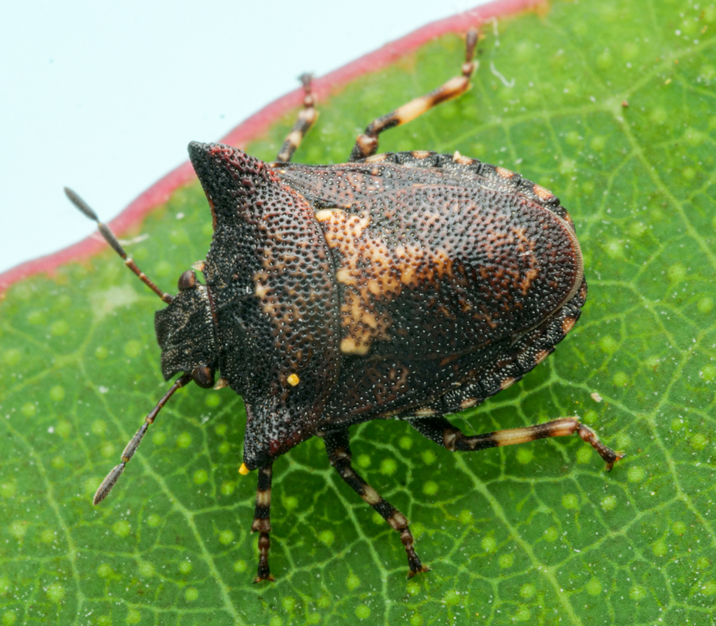 Testrica haedula
