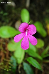 Pinguicula mesophytica