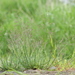 Puccinellia hauptiana - Photo (c) V.S. Volkotrub, μερικά δικαιώματα διατηρούνται (CC BY-NC), uploaded by V.S. Volkotrub