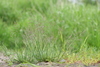 Spreading Alkali Grass - Photo (c) V.S. Volkotrub, some rights reserved (CC BY-NC), uploaded by V.S. Volkotrub