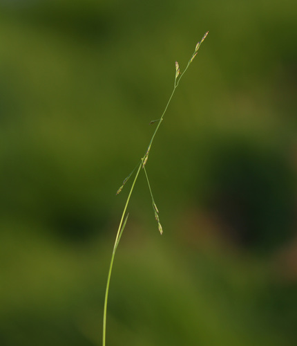 Puccinellia kurilensis