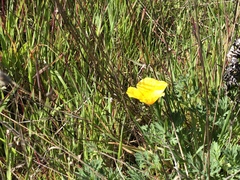 Eschscholzia californica maritima