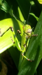 Zoniopoda tarsata