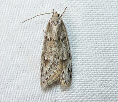 Semioscopis megamicrella