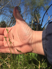 Carex pensylvanica