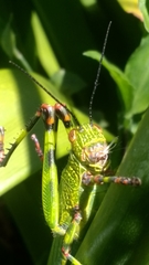 Zoniopoda tarsata