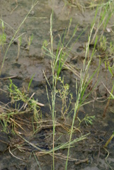 Puccinellia nipponica