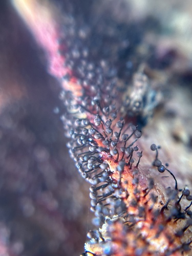 Cribraria cancellata, 2023-11-11