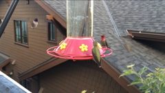 Archilochus alexandri