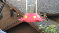 Selasphorus calliope