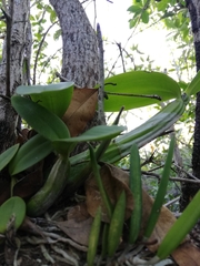 Epidendreae