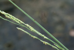 Puccinellia nipponica