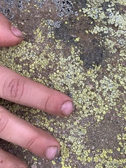 Acarospora schleicheri