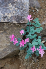 Dicentra peregrina