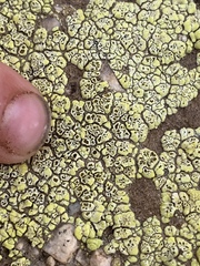 Acarospora schleicheri