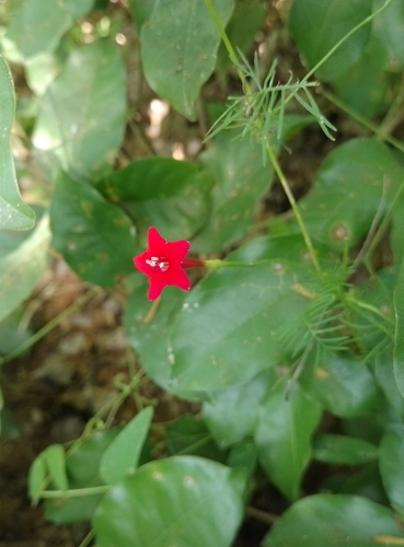 Cambustera (Ipomoea quamoclit)