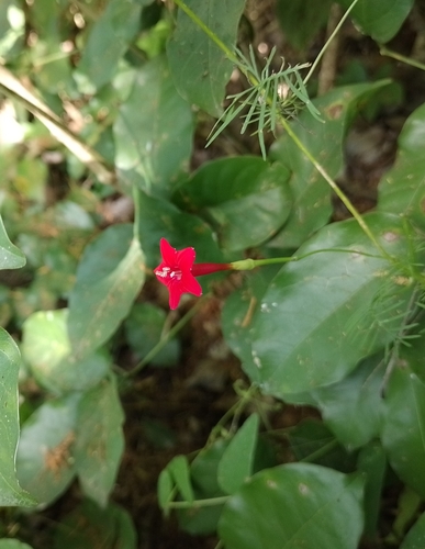 Cambustera (Ipomoea quamoclit)
