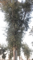 Eucalyptus