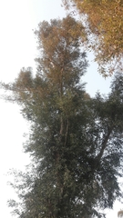 Eucalyptus