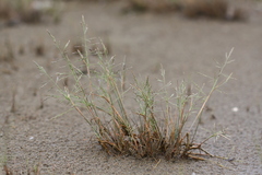 Puccinellia nipponica