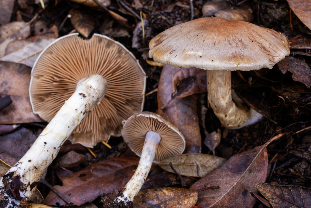 Cortinarius sp. 'CA45'