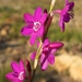 Wand Watsonia - Photo (c) Mark Johnston, some rights reserved (CC BY-NC), uploaded by Mark Johnston
